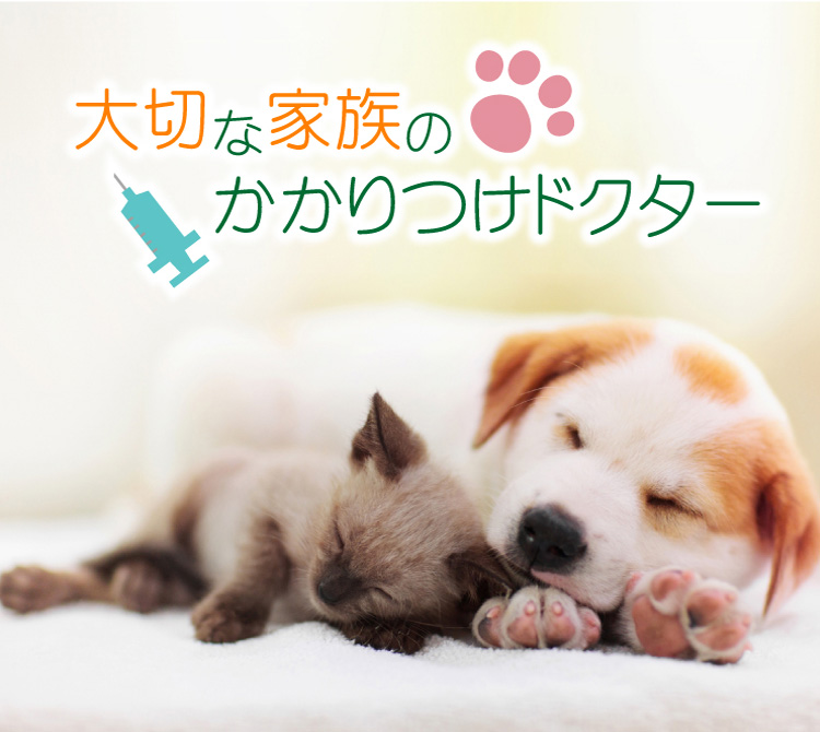 大切なご家族のかかりつけドクター　あい犬猫病院
