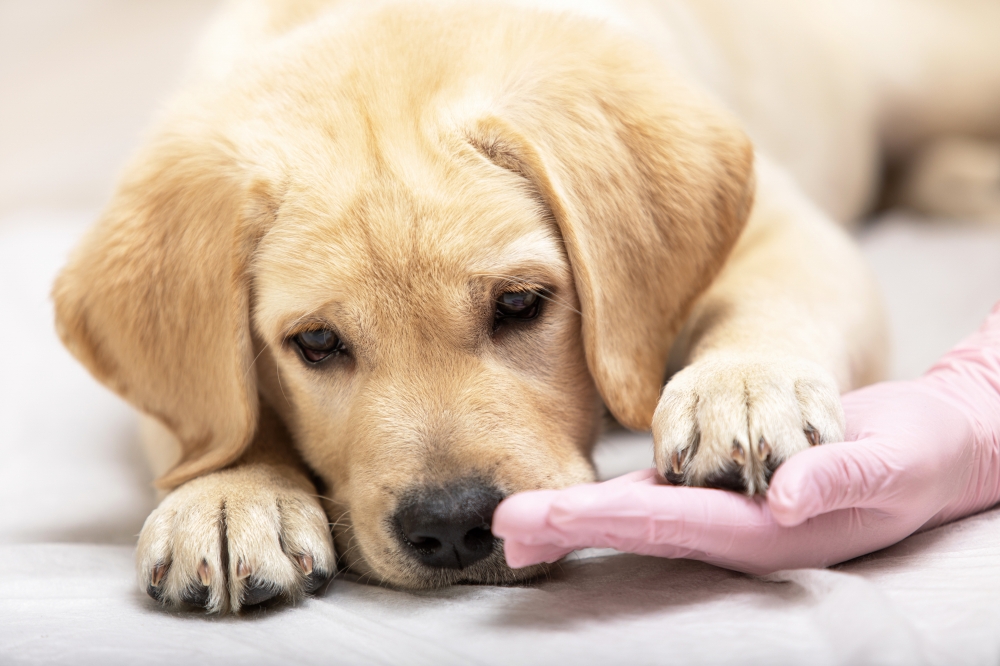 犬猫のワクチン接種